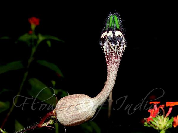 Peacock Ceropegia